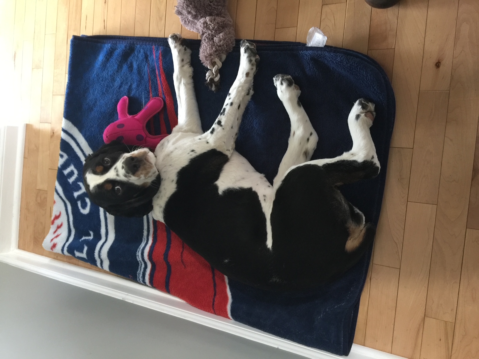 becky's dog rue
